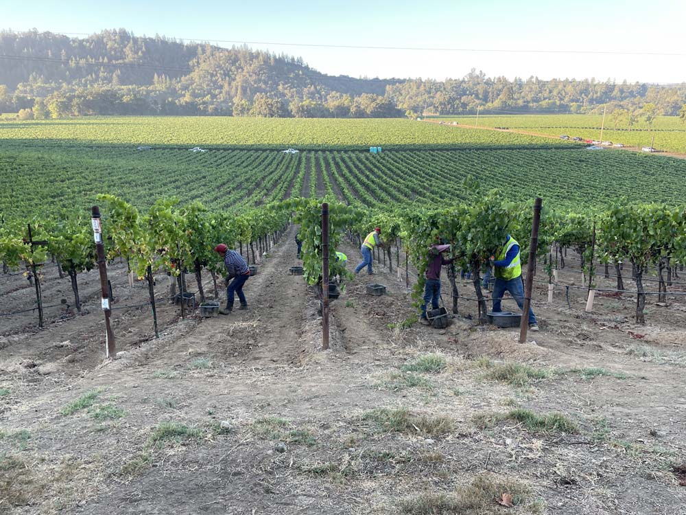 In-a-hurry-to-finish-the-Pick