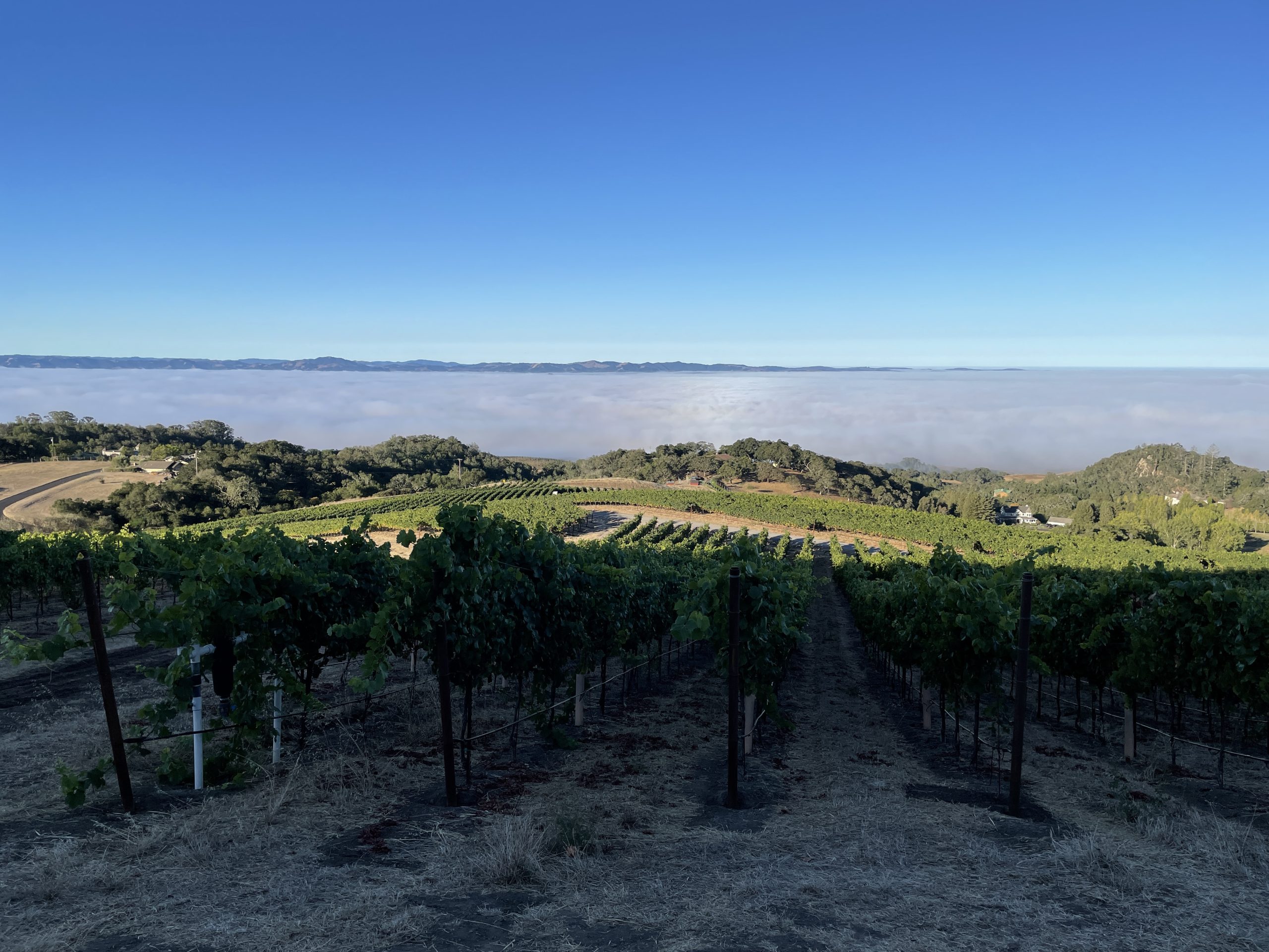 Hilltop above the Fog in the Valley*